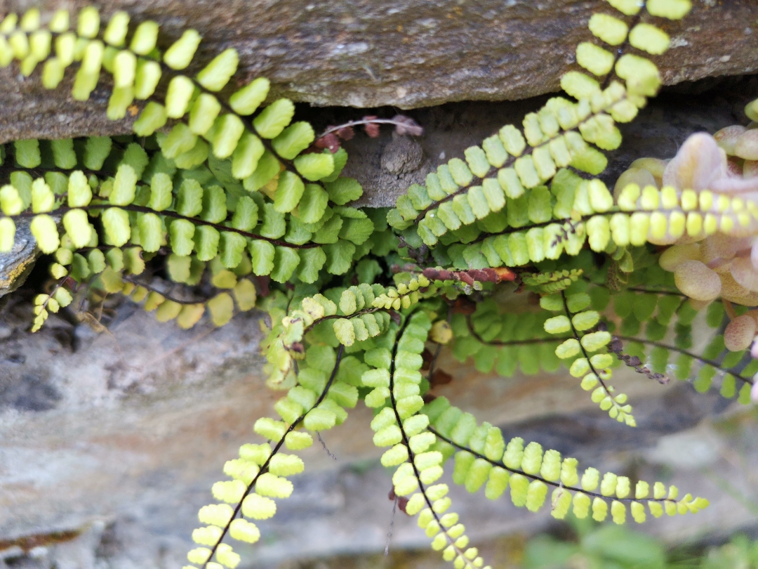 PrimerosnbspmesesnbspdenbspusonbspconnbspelnbspHONORnbsp9XnbspPRO