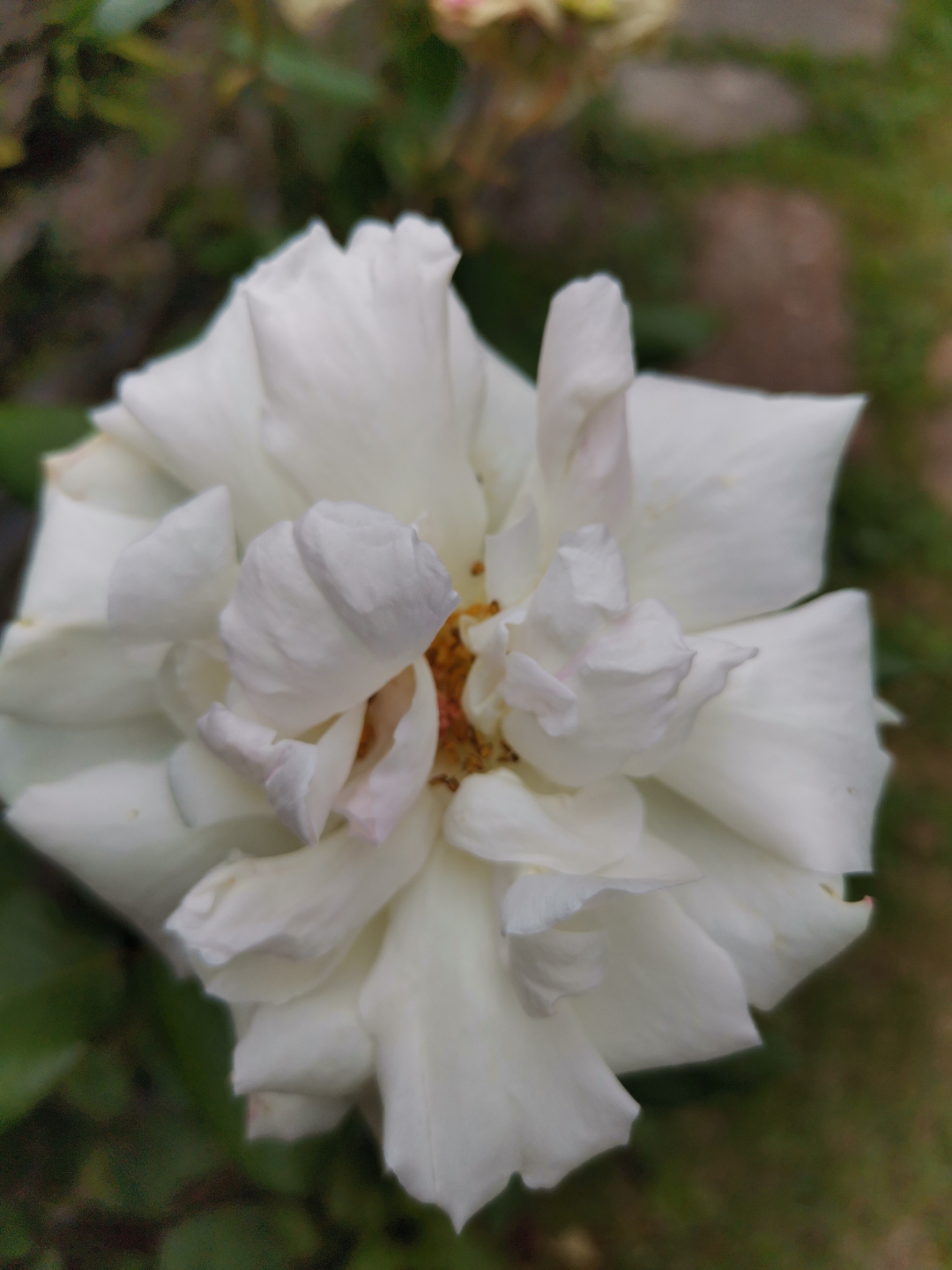 PrimerosnbspmesesnbspdenbspusonbspconnbspelnbspHONORnbsp9XnbspPRO