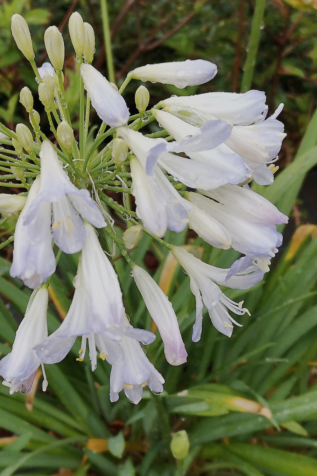 HabilitarnbspmodonbspRAWnbspynbspmayornbspcalidadnbspdenbspvídeo