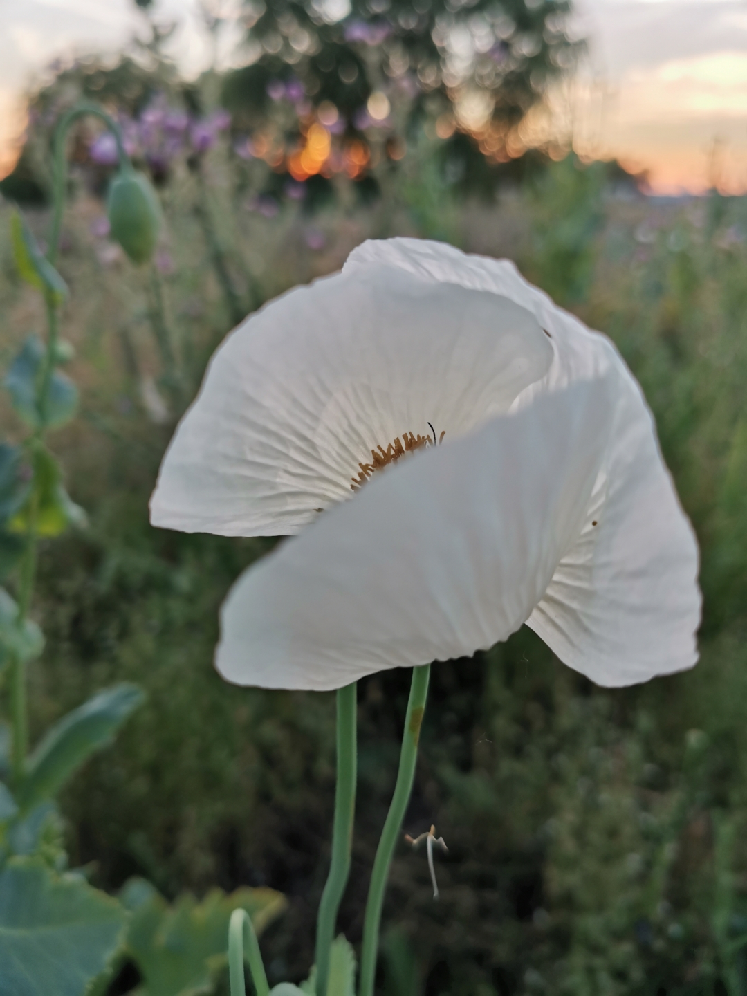 pspan-stylefont-size16pxstrongspanAquí-os-comparto-la-última-colección