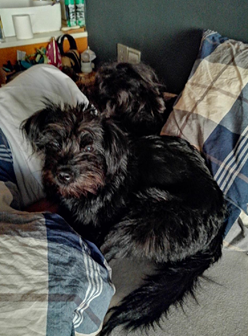 Honor-8X-una-sorpresa-muy-agradable