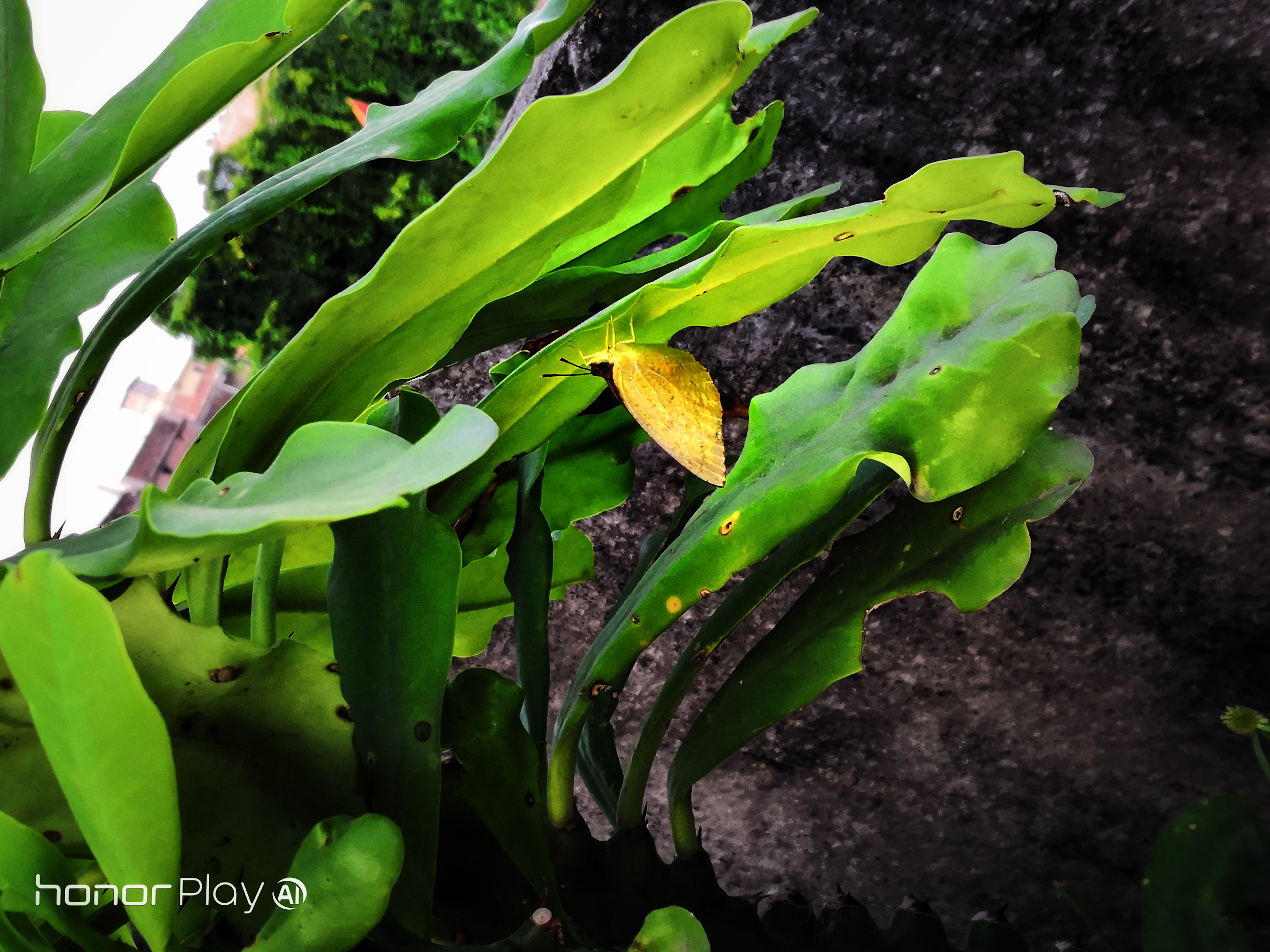 Fotografía-Día-de-lluvia-con-el-Honor-Play