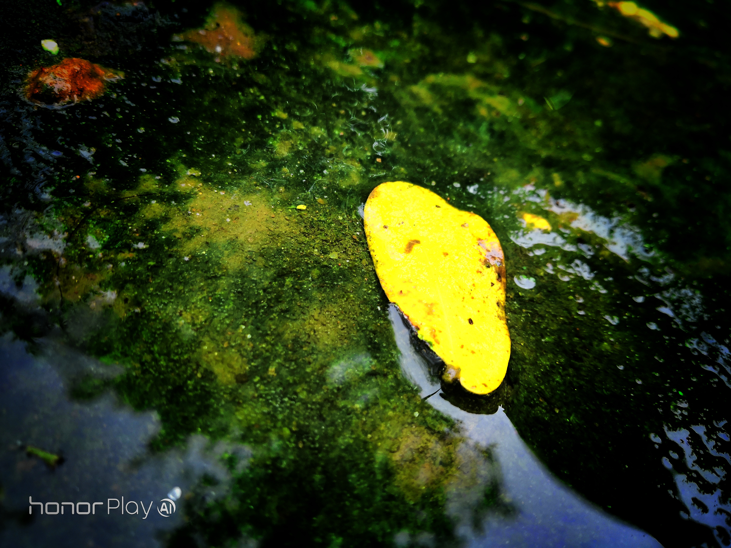 Fotografía-Día-de-lluvia-con-el-Honor-Play