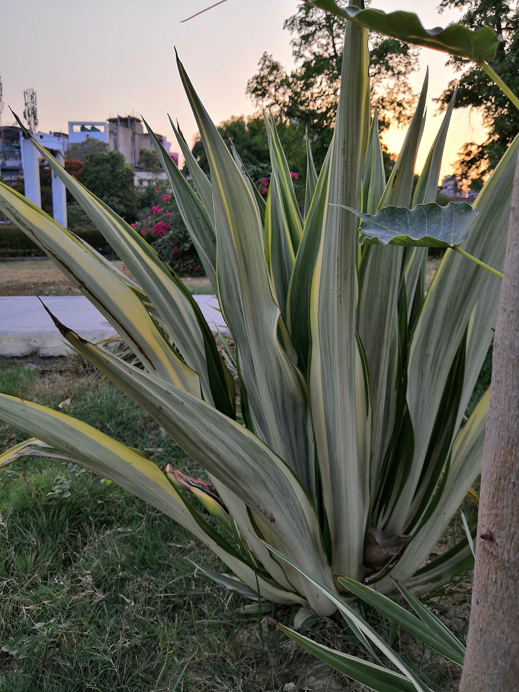 La-belleza-de-la-naturaleza-capturada-por-la-IA-del-Honor-10