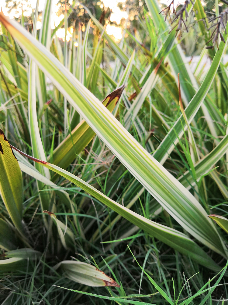 La-belleza-de-la-naturaleza-capturada-por-la-IA-del-Honor-10