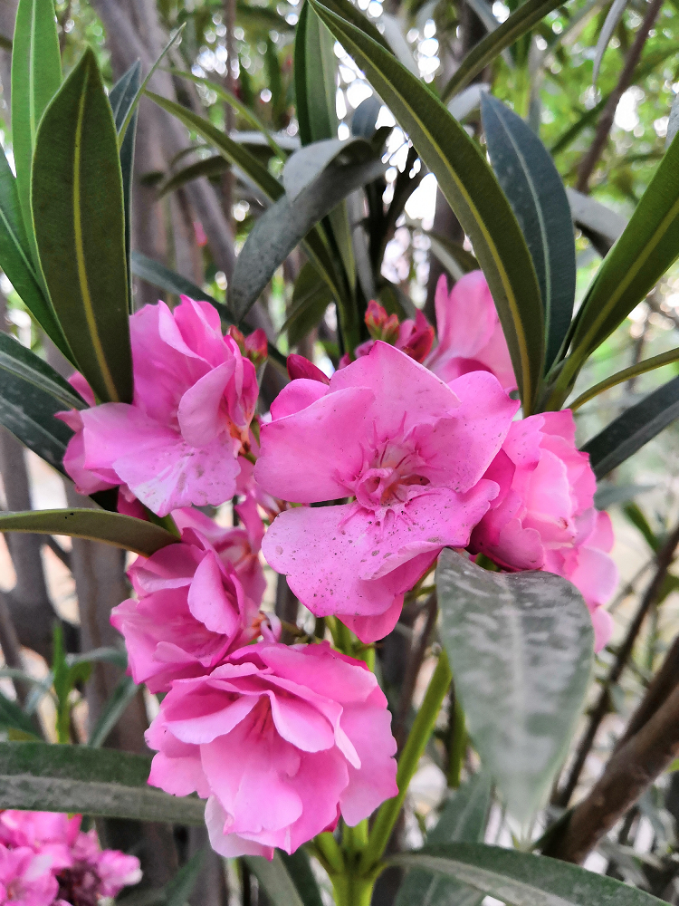 La-belleza-de-la-naturaleza-capturada-por-la-IA-del-Honor-10