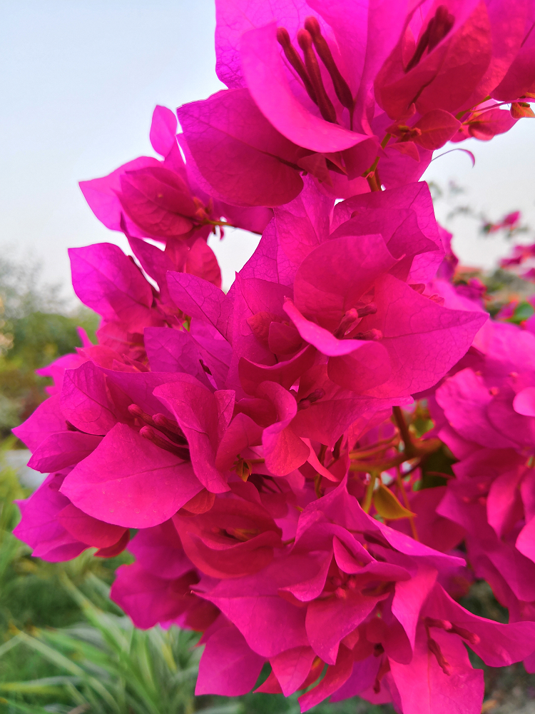 La-belleza-de-la-naturaleza-capturada-por-la-IA-del-Honor-10