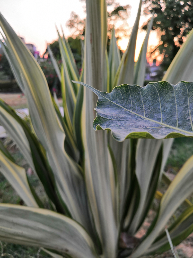 La-belleza-de-la-naturaleza-capturada-por-la-IA-del-Honor-10