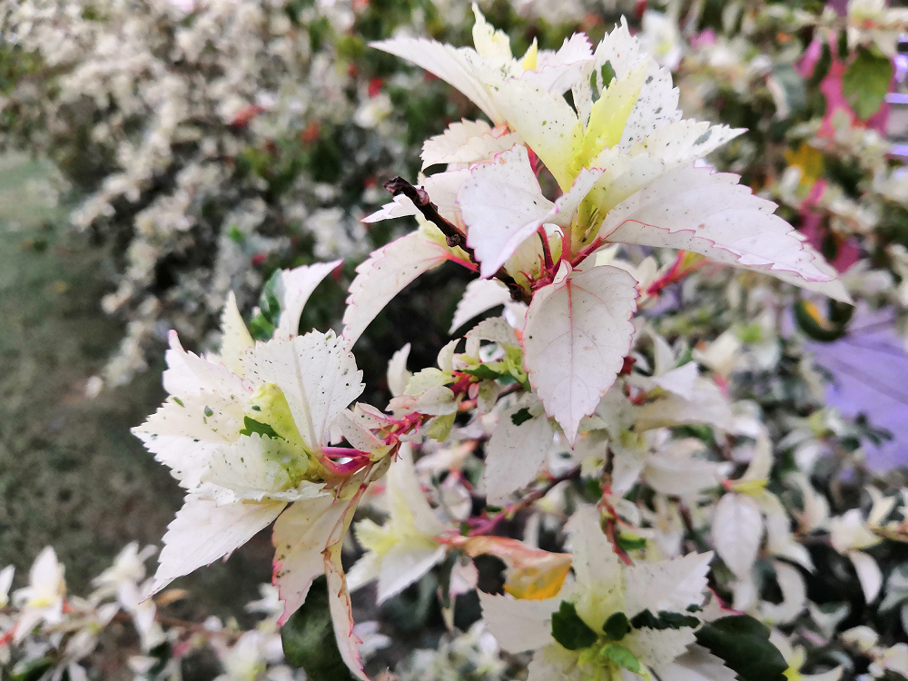 La-belleza-de-la-naturaleza-capturada-por-la-IA-del-Honor-10