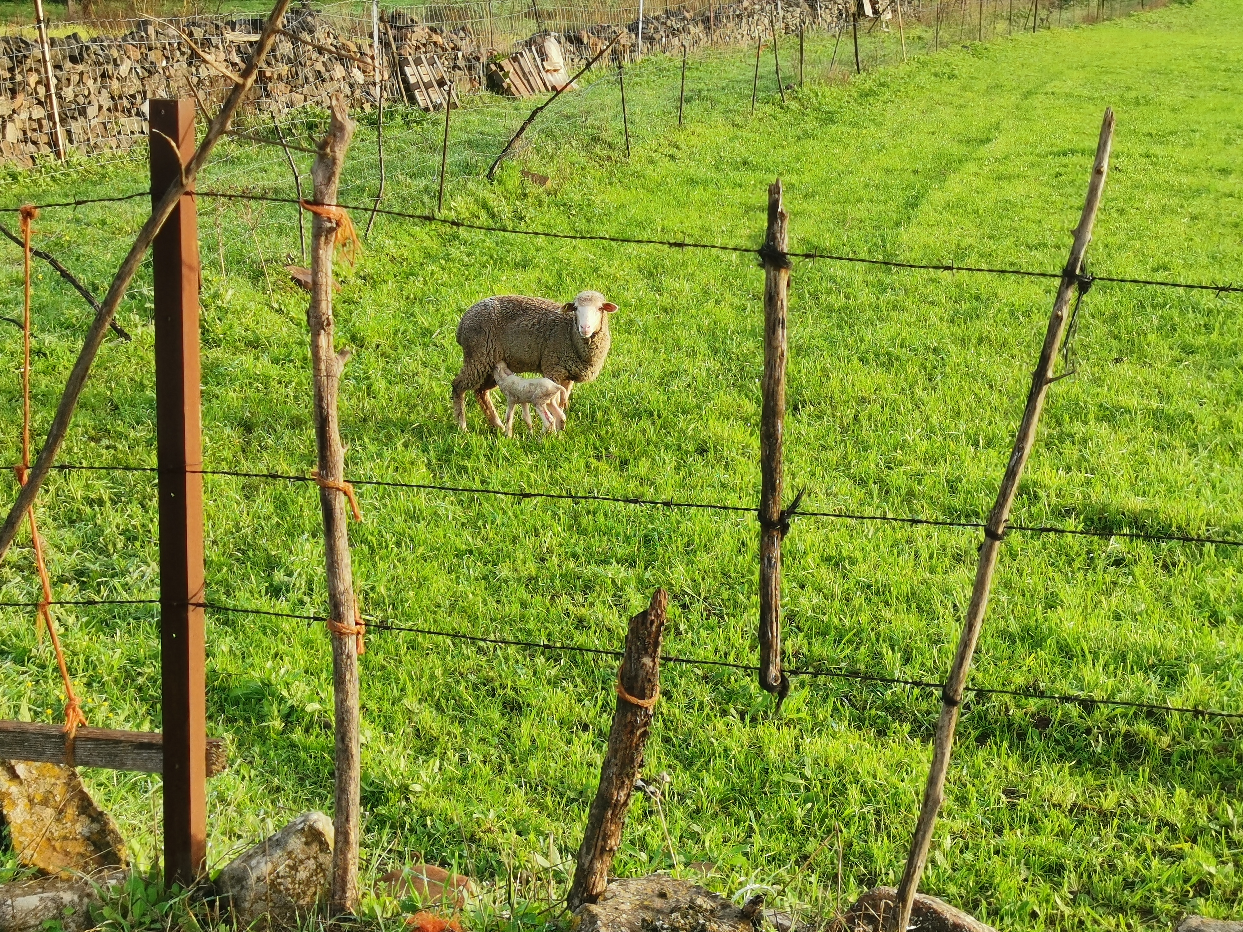 pPuede-que-resulte-repetitivo-pero-es-que-me-siguen-alucinando-los