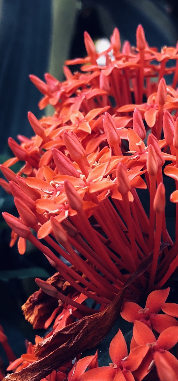 Honor-10-asistido-por-IA-beautyinAI