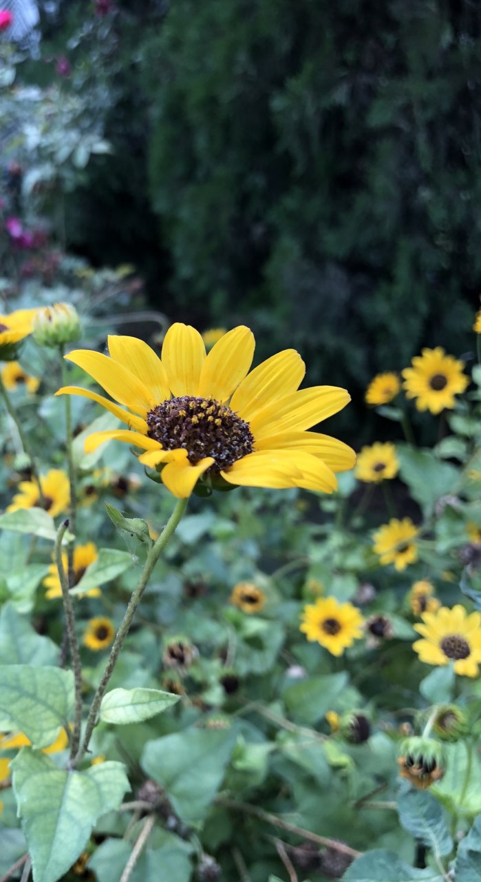 Honor-10-asistido-por-IA-beautyinAI