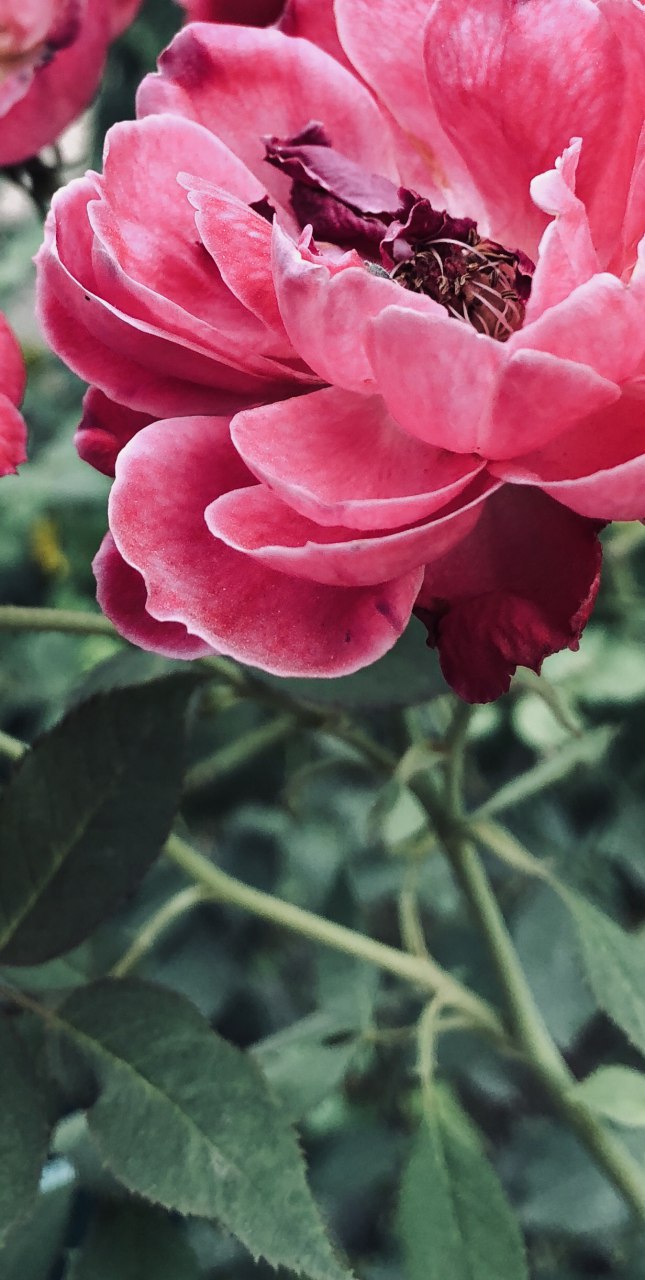 Honor-10-asistido-por-IA-beautyinAI