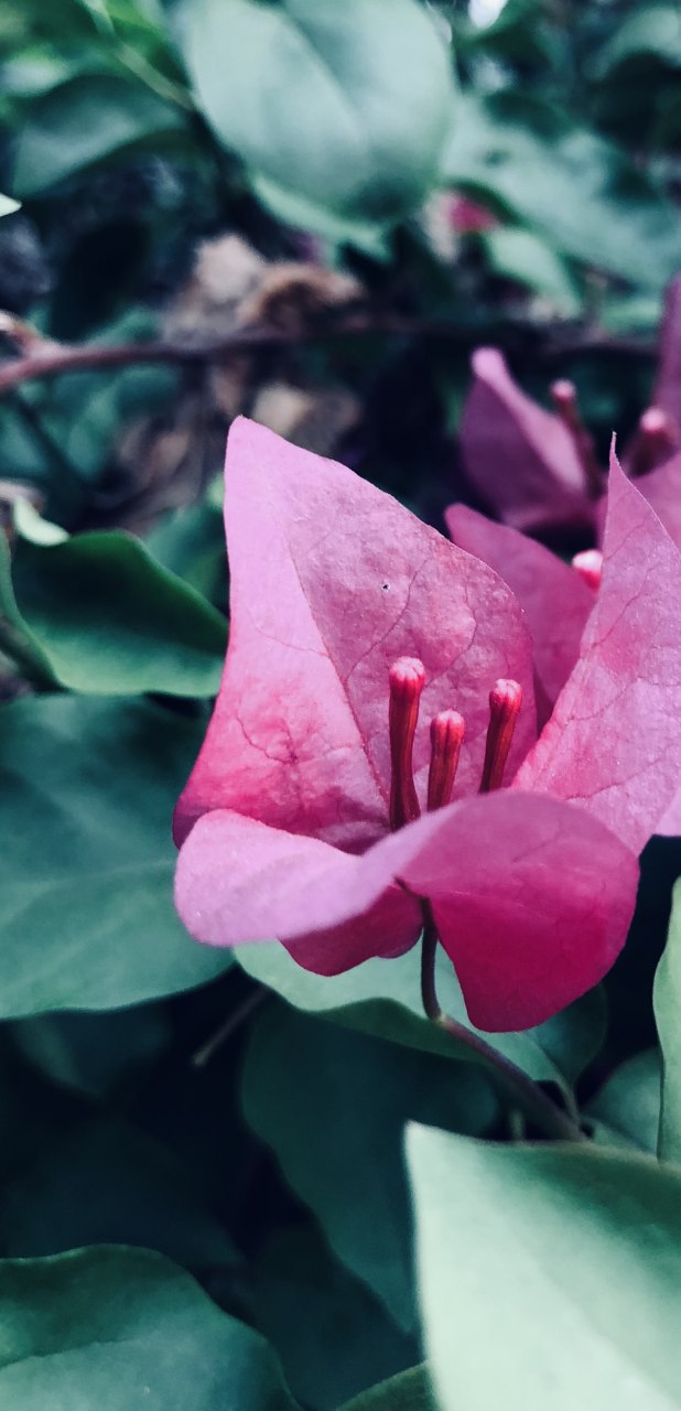 Honor-10-asistido-por-IA-beautyinAI