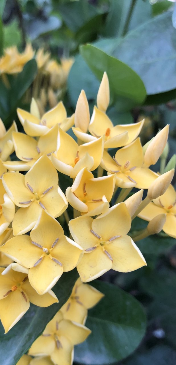 Honor-10-asistido-por-IA-beautyinAI