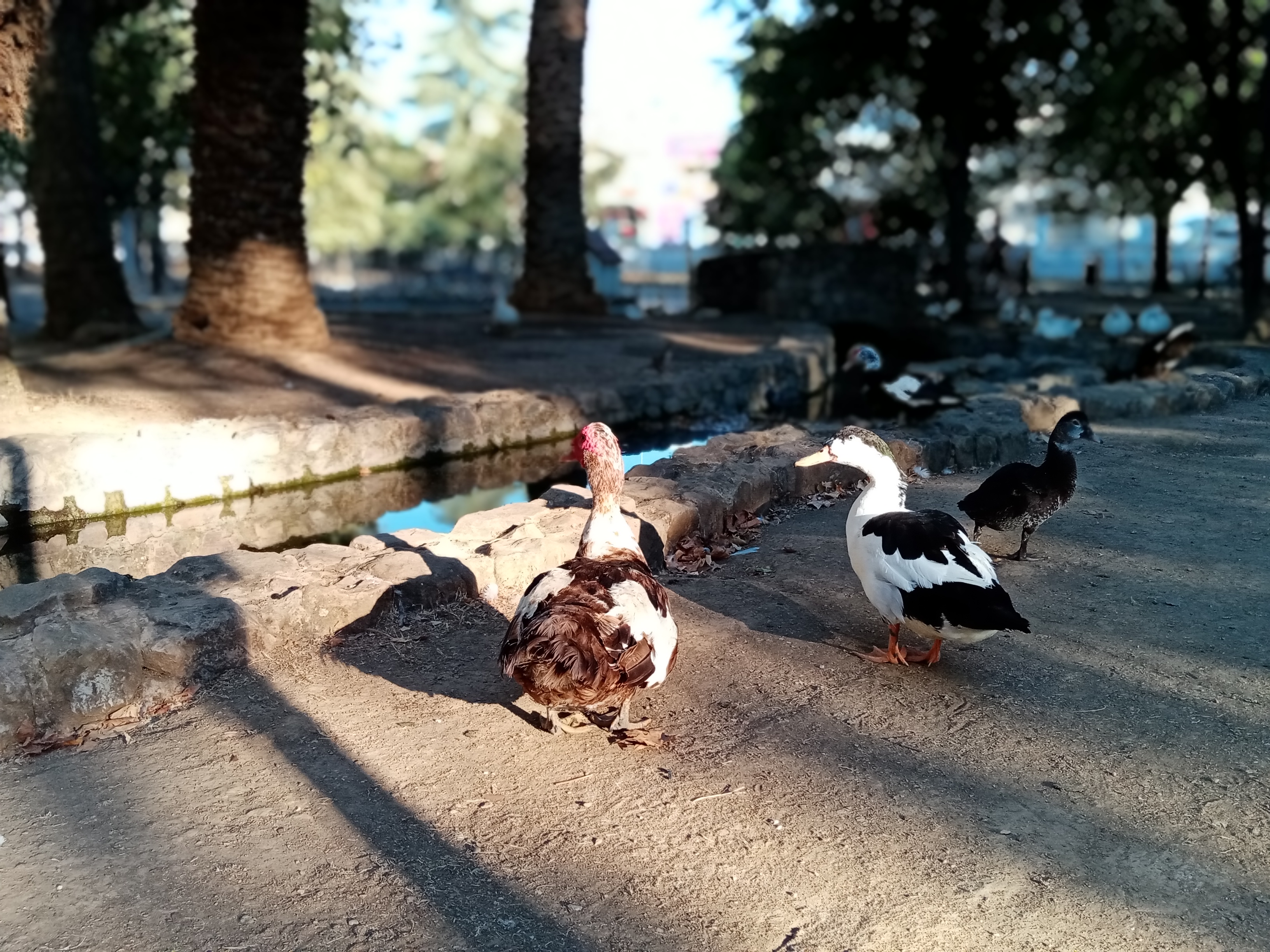 pBuenas-tardesppbrppLlevo-algún-tiempo-probando-ajustes-de-la-cámara