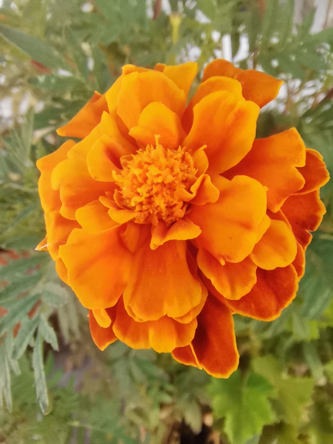 pHola-de-nuevo-últimamente-he-hecho-alguna-foto-más-con-el-honor-20