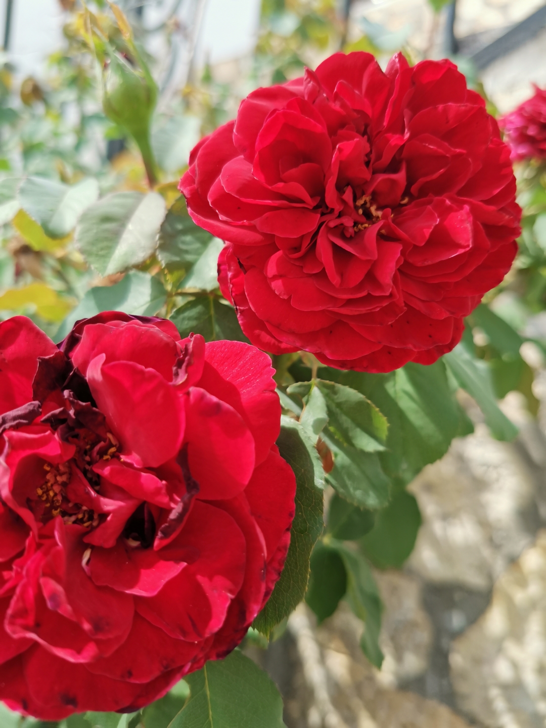 pHola-de-nuevo-últimamente-he-hecho-alguna-foto-más-con-el-honor-20