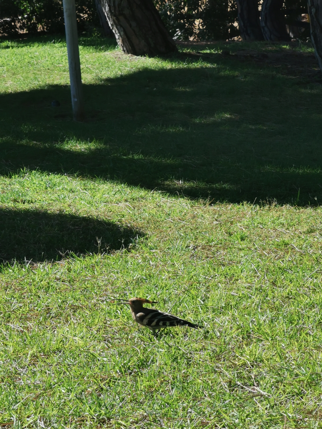 pimg-srchttpsiforum-dechihonorcomesdataimages20209103e588e71-e894-4910