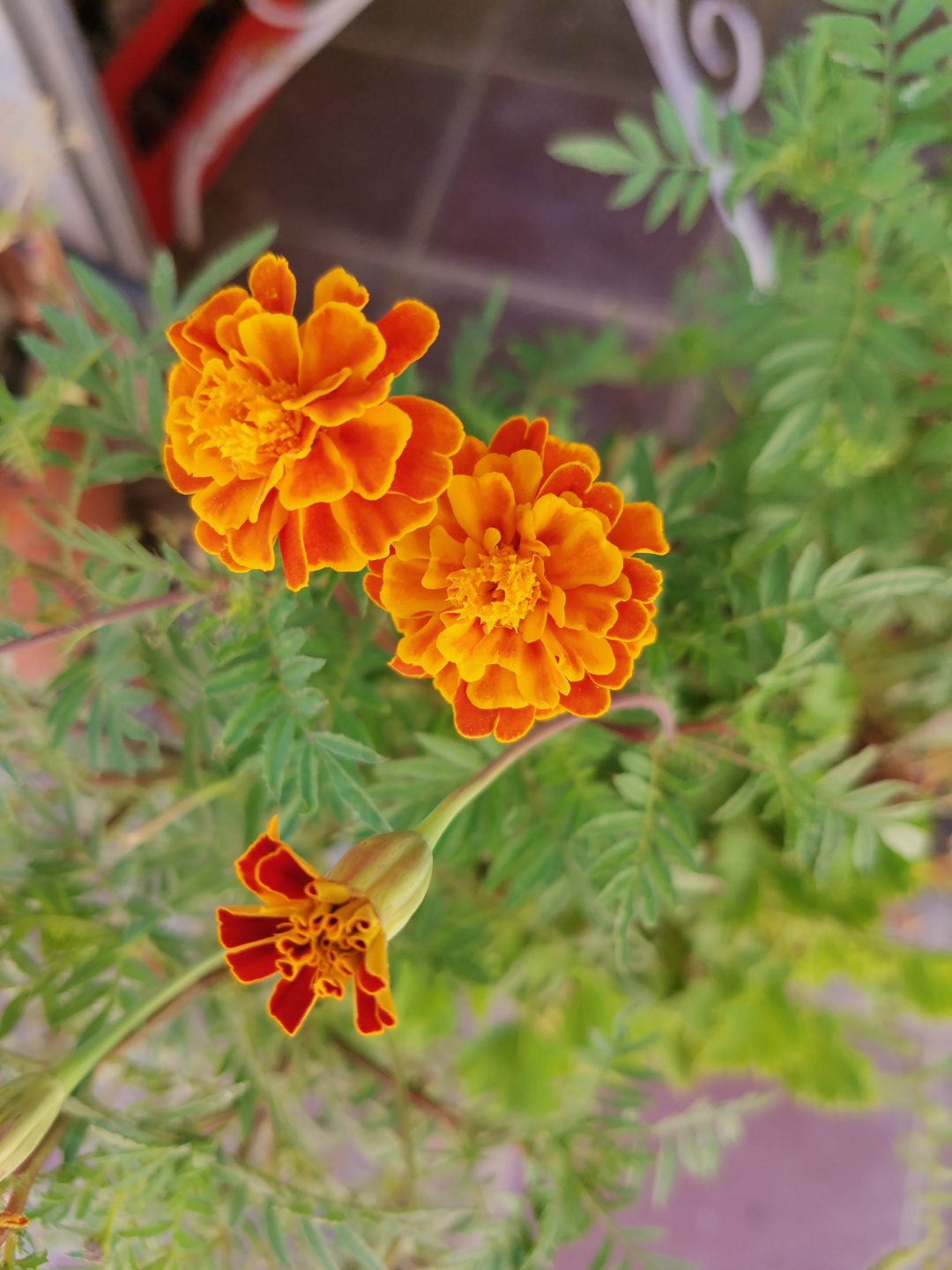 pHola-de-nuevo-últimamente-he-hecho-alguna-foto-más-con-el-honor-20