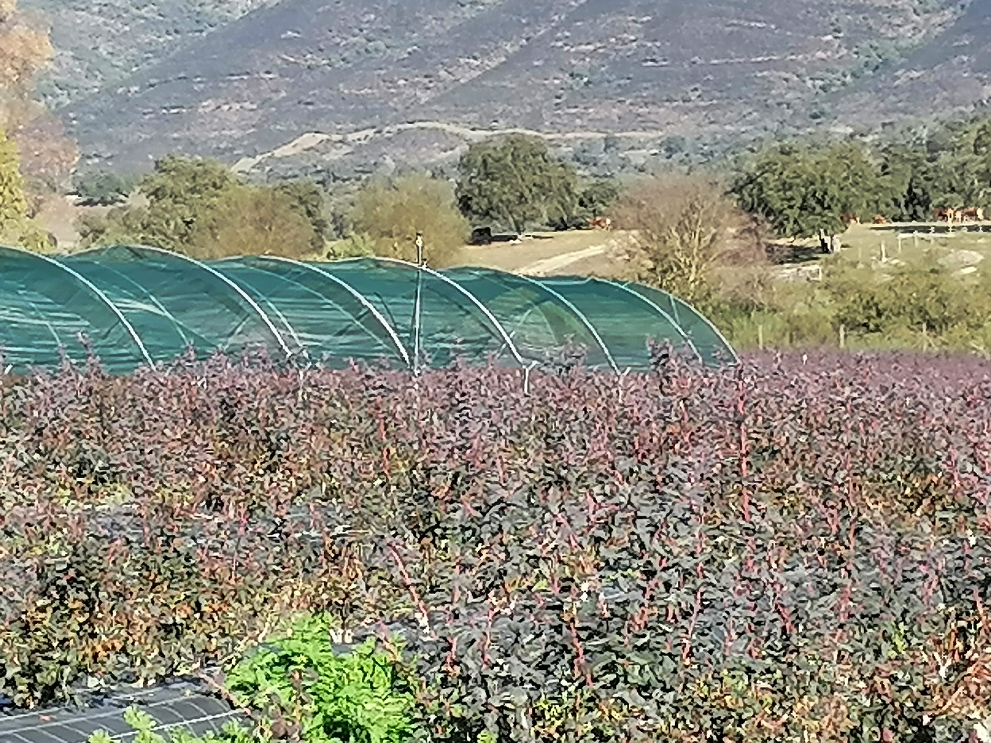 HONOR-9X-Fotografía-de-naturaleza-con-ajustes-automáticos