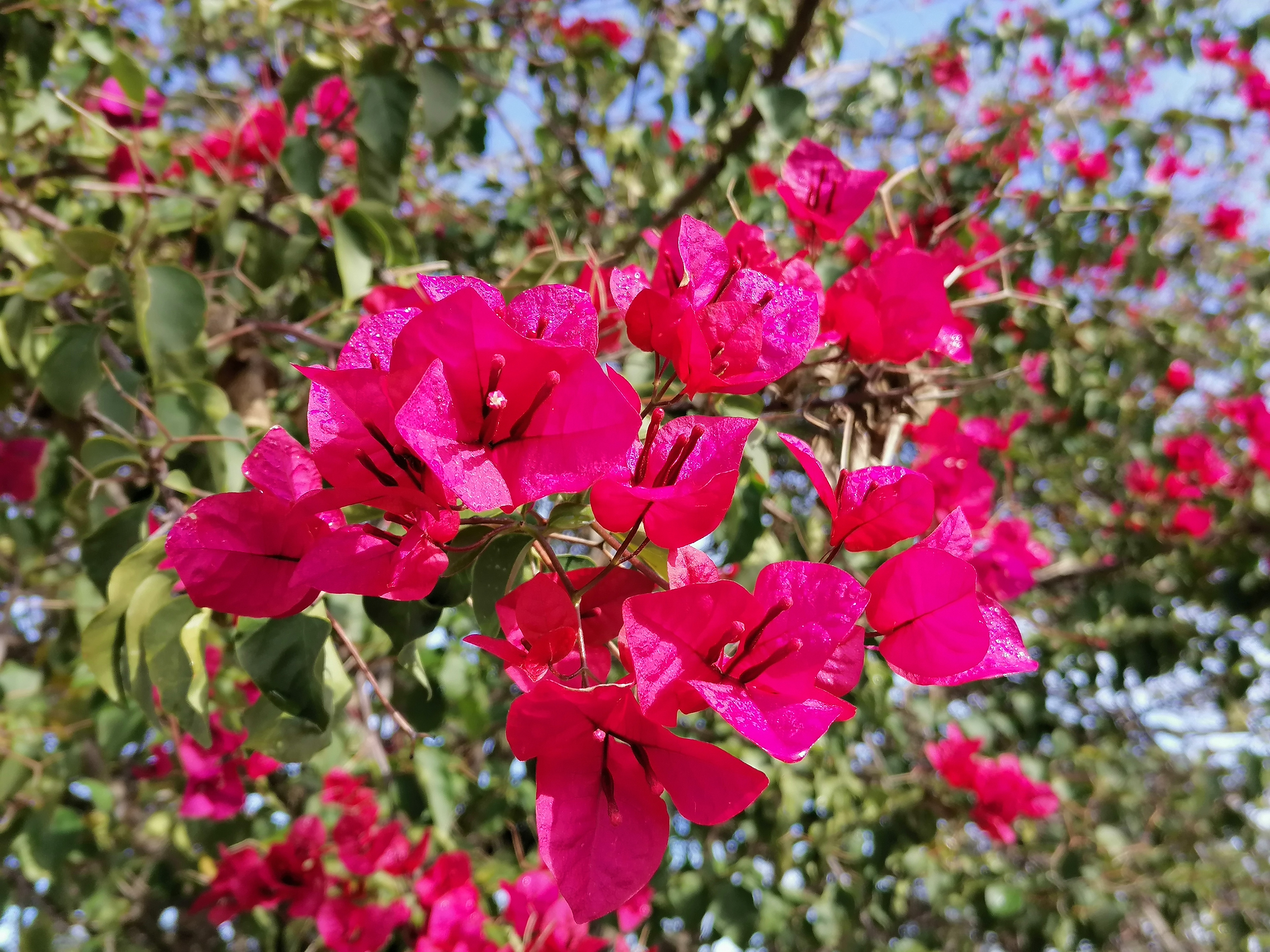 HONOR-9X-Fotografía-de-naturaleza-con-ajustes-automáticos