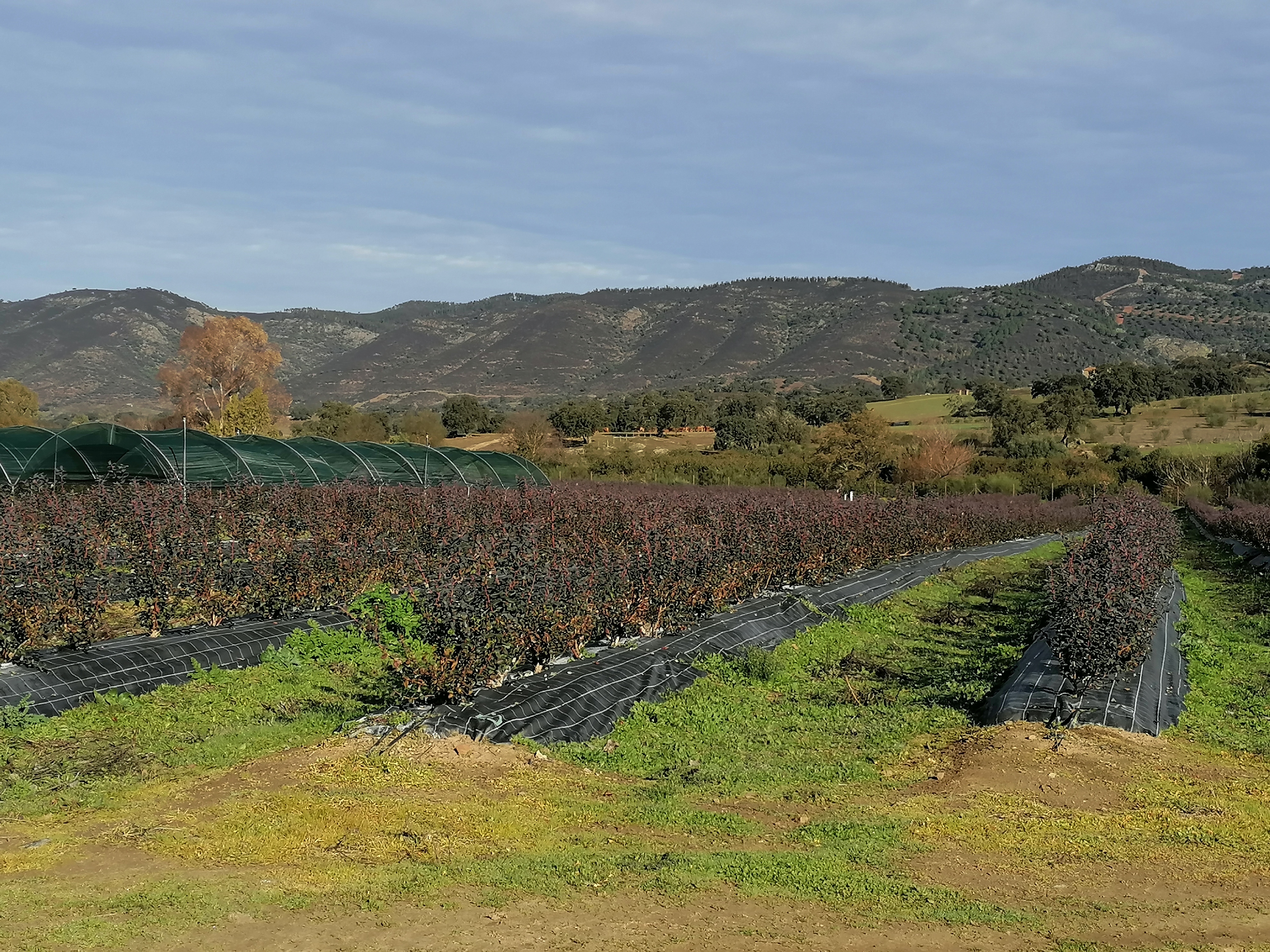 HONOR-9X-Fotografía-de-naturaleza-con-ajustes-automáticos