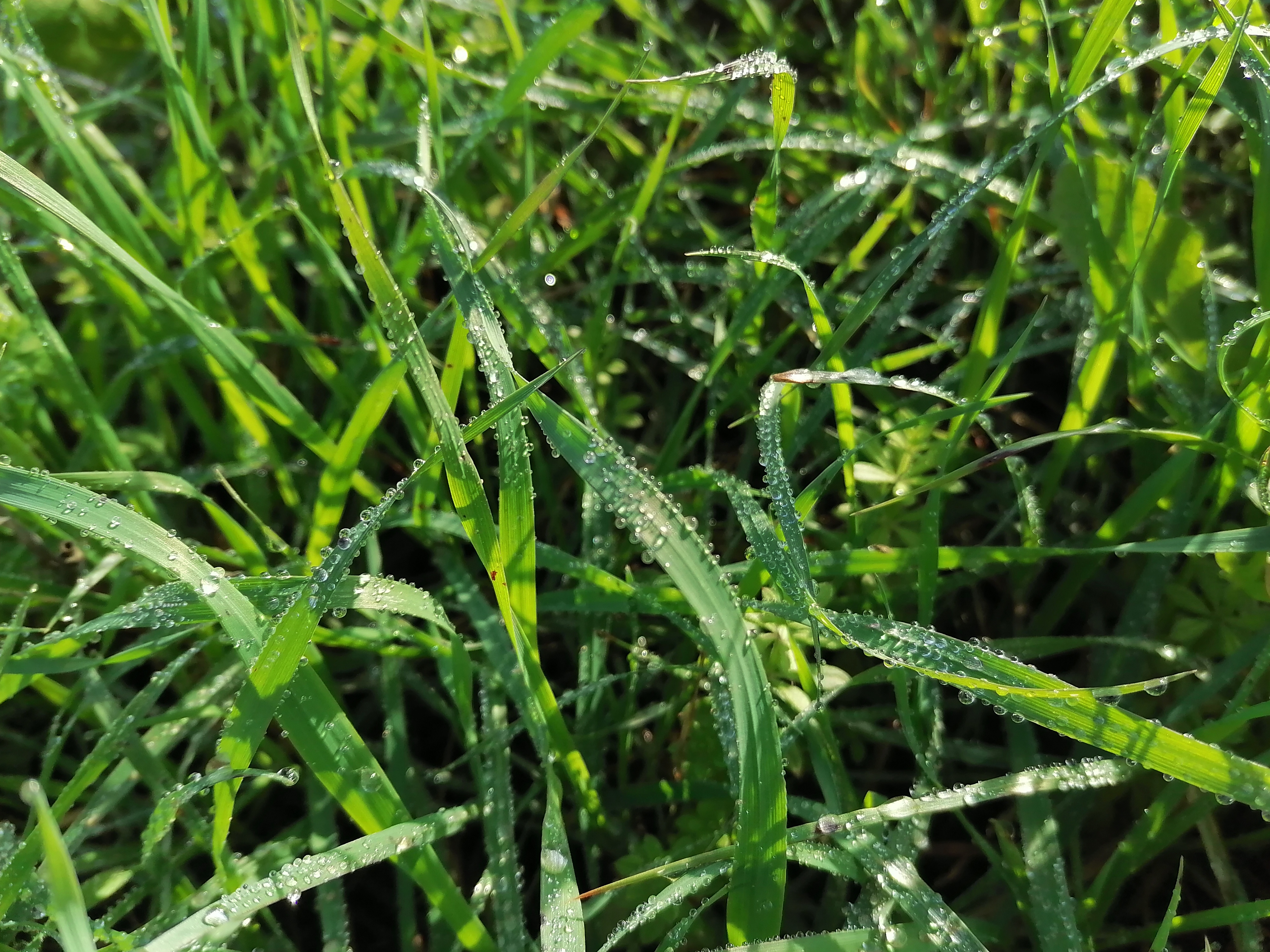 HONOR-9X-Fotografía-de-naturaleza-con-ajustes-automáticos