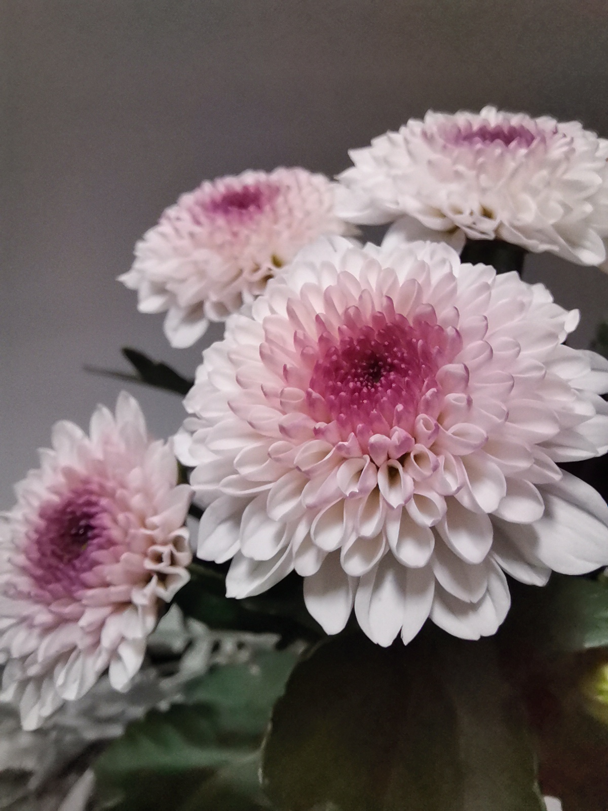 Fotografía-Innovadora-aplicación-MACRO---Fotos-de-cerca