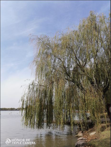 TIPS-Impresionantes-imágenes-de-48-MP-con-el-HONOR-9X