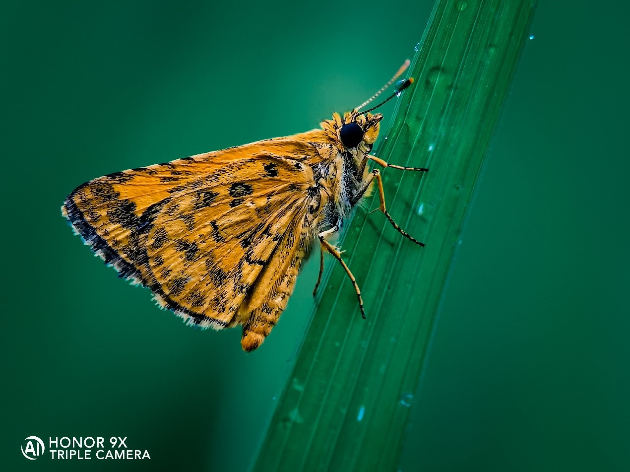 Fotografía-Cómo-hacer-de-tu-HONOR-9X-una-fuerza-de-la-naturaleza