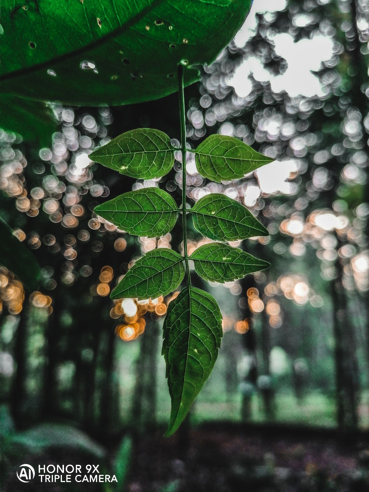 Fotografía-Cómo-hacer-de-tu-HONOR-9X-una-fuerza-de-la-naturaleza