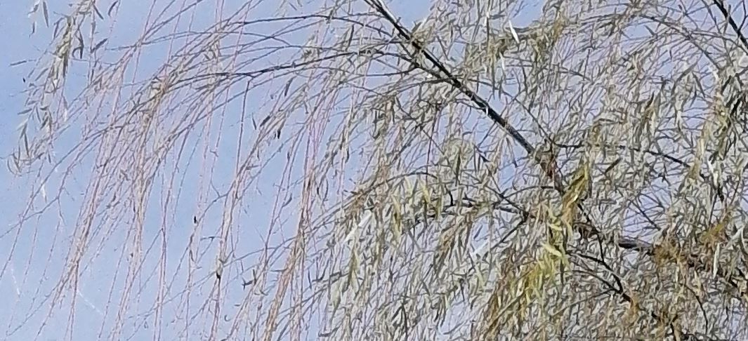 TIPS-Impresionantes-imágenes-de-48-MP-con-el-HONOR-9X