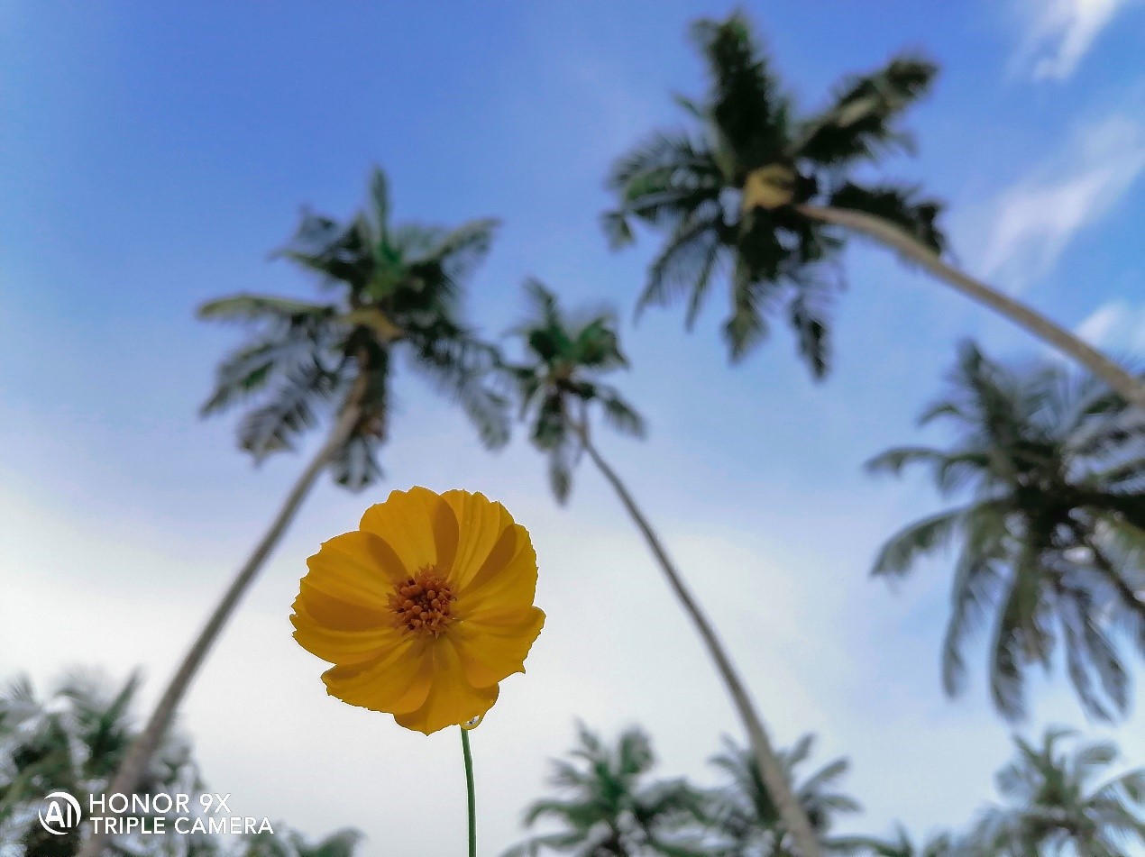Fotografía-Cómo-hacer-de-tu-HONOR-9X-una-fuerza-de-la-naturaleza