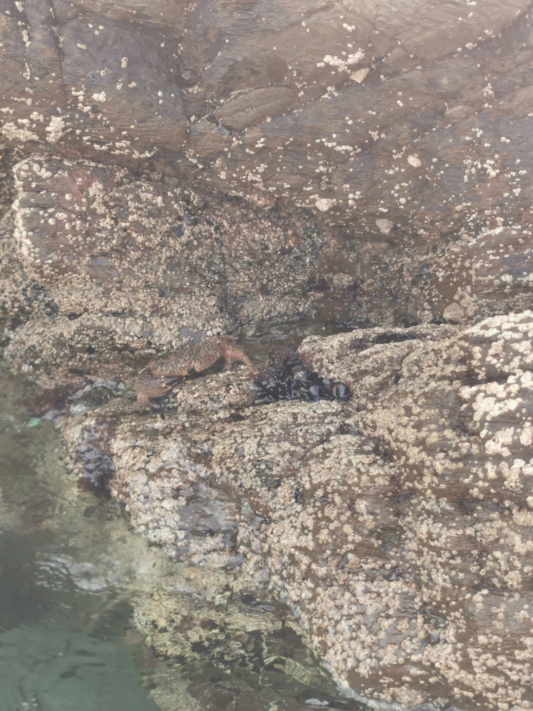 pimg-srchttpsiforum-dechihonorcomesdataimages20209236df640ed-b4c0-4cbb