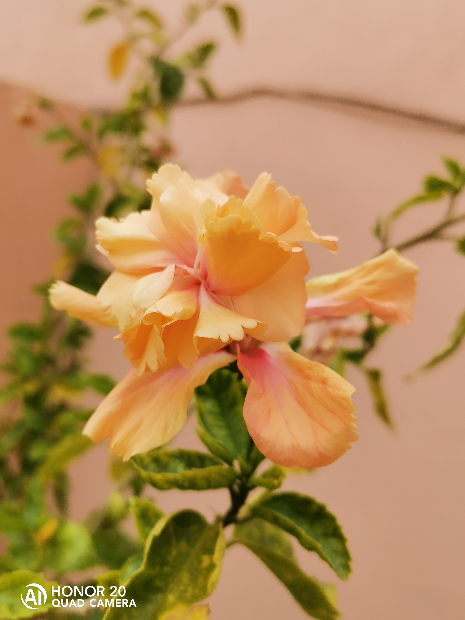 Fotografía-Belleza-de-la-naturaleza-capturada-por-HONOR-20