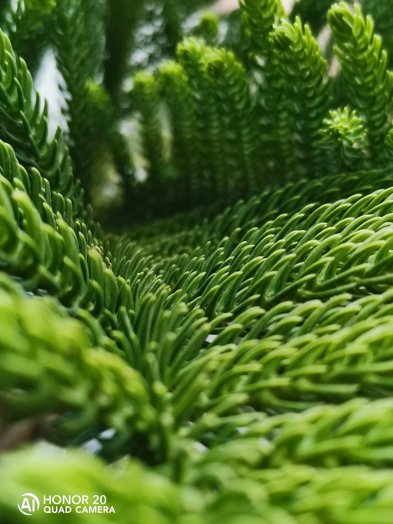 Fotografía-Belleza-de-la-naturaleza-capturada-por-HONOR-20