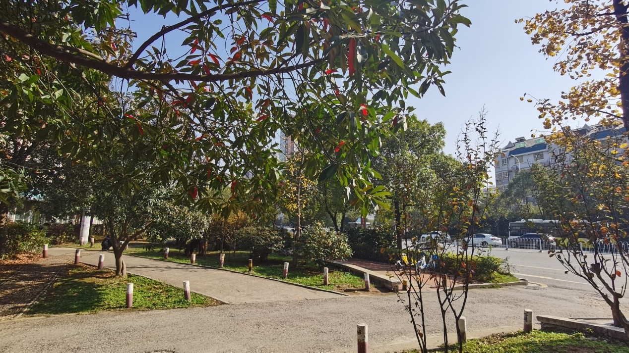 HONOR-View-30-Pro-Fotografía-fiel-a-la-vida-que-está-fuera-de-este