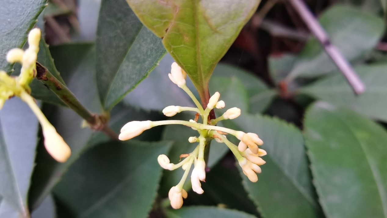 HONOR-View-30-Pro-Fotografía-fiel-a-la-vida-que-está-fuera-de-este