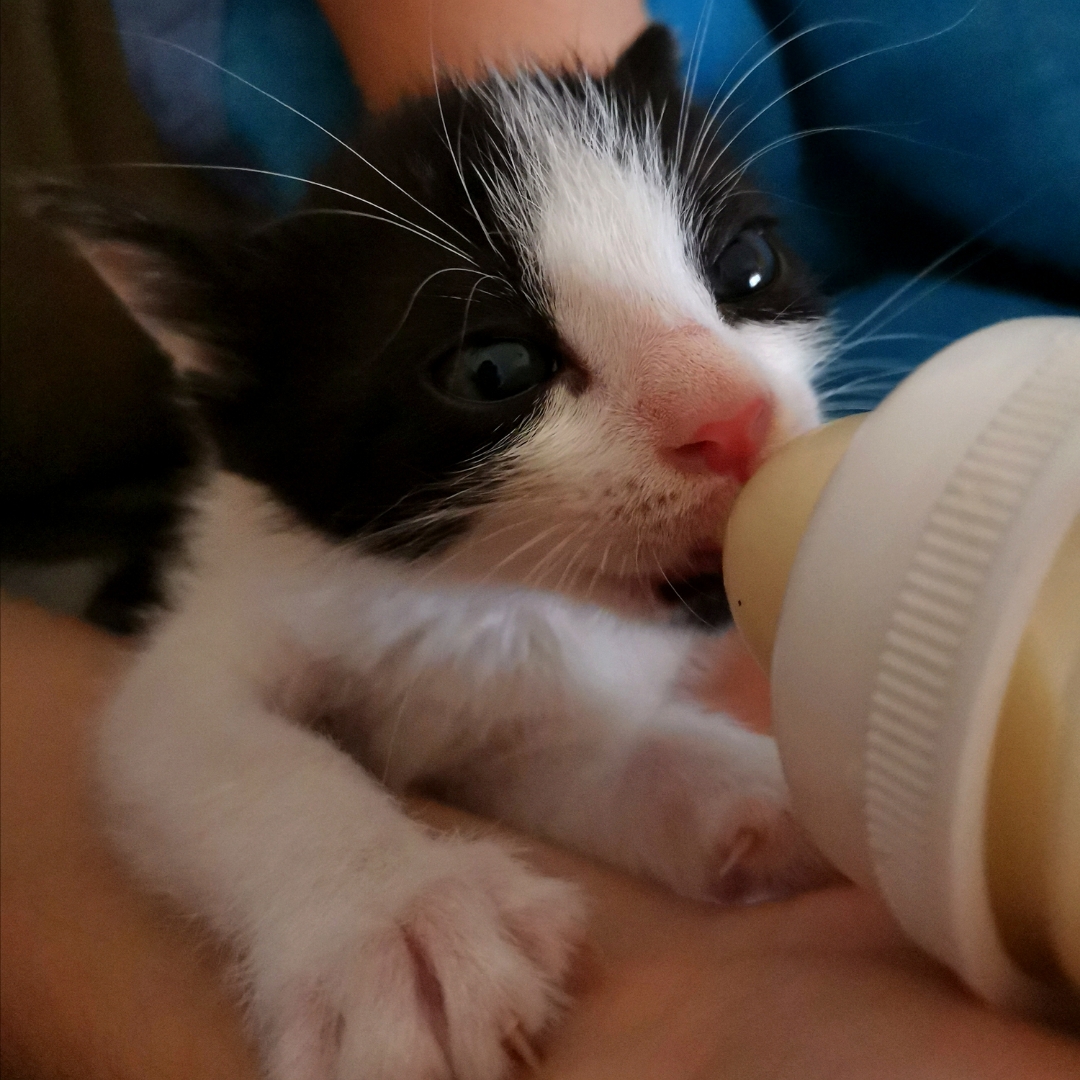 pimg-srchttpsiforum-dechihonorcomesdataimages2020928ced1b5c1-a62e-4025