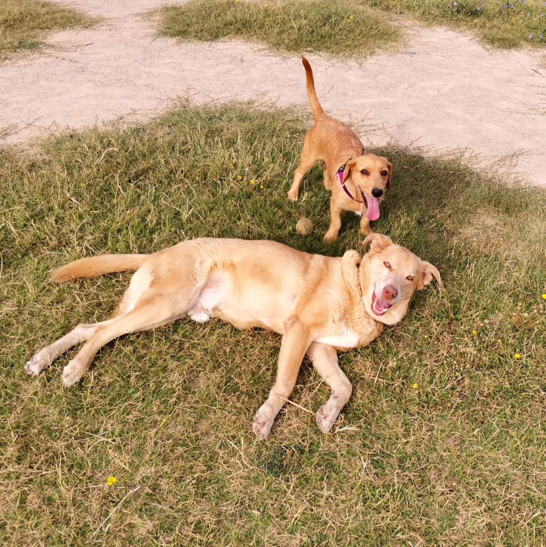 pimg-srchttpsiforum-dechihonorcomesdataimages2020928ced1b5c1-a62e-4025