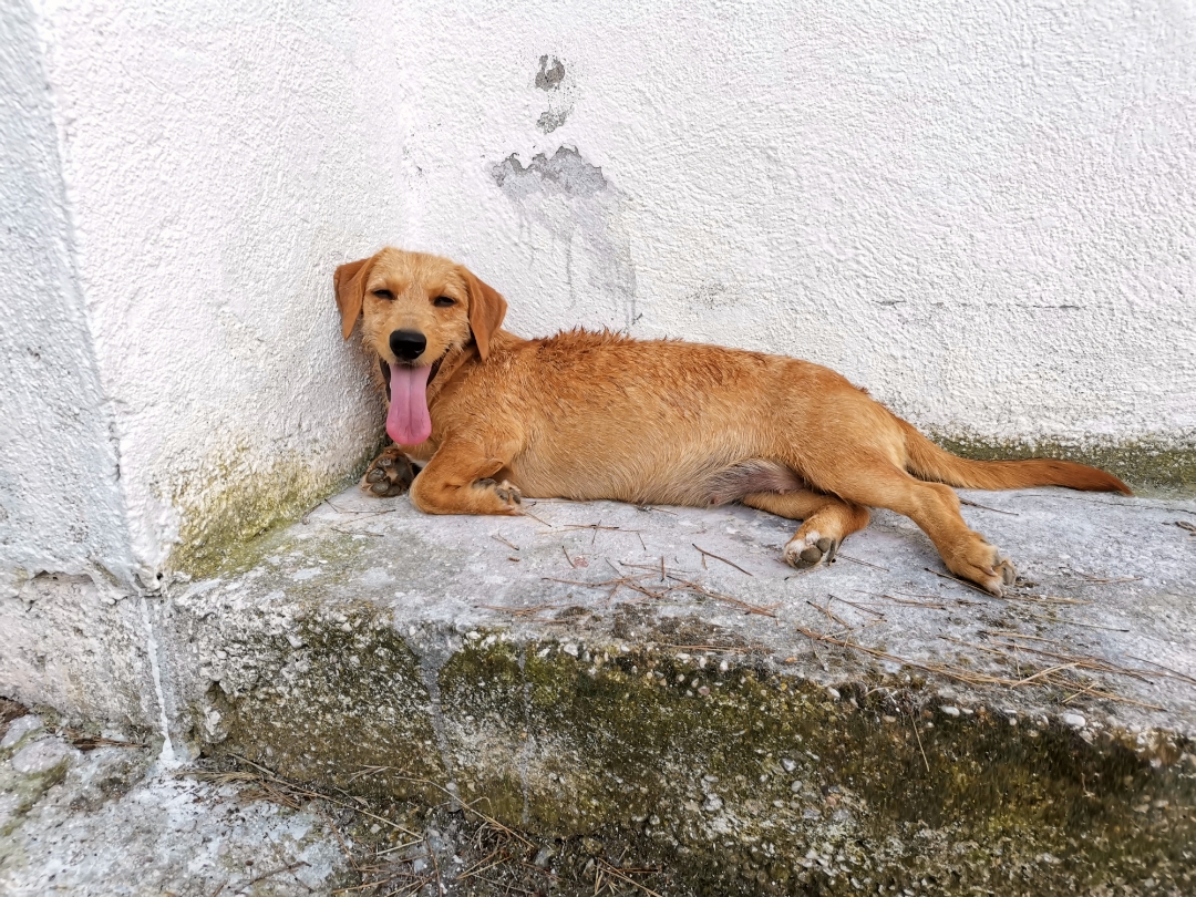 pimg-srchttpsiforum-dechihonorcomesdataimages2020928ced1b5c1-a62e-4025