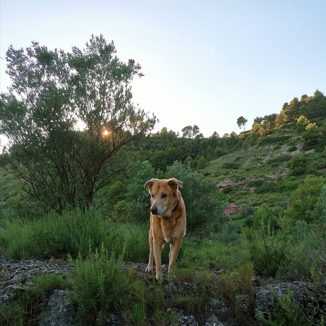 pimg-srchttpsiforum-dechihonorcomesdataimages2020928ced1b5c1-a62e-4025