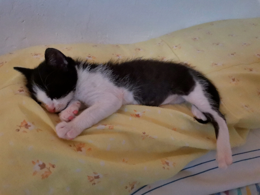 pimg-srchttpsiforum-dechihonorcomesdataimages2020928ced1b5c1-a62e-4025