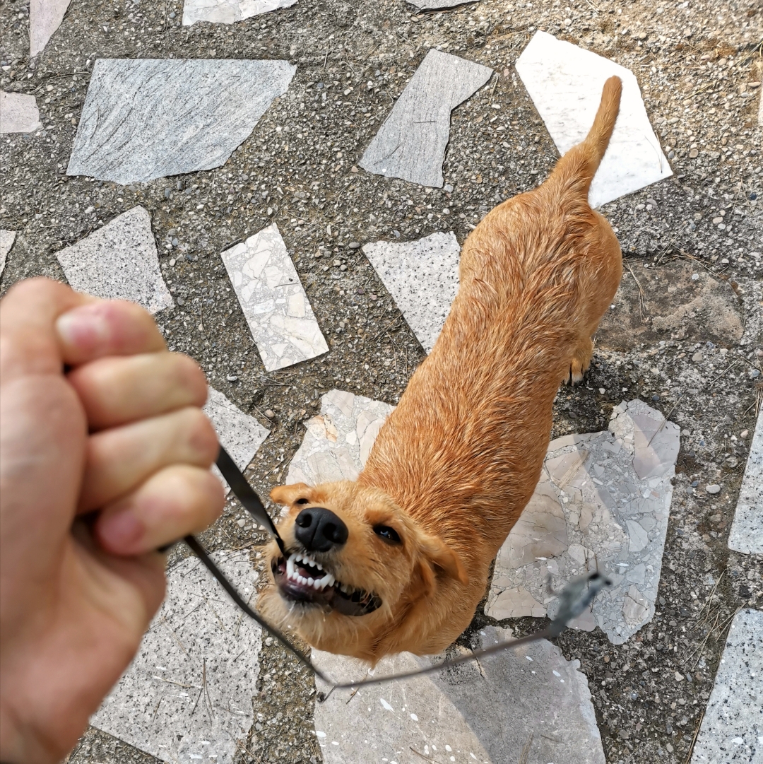 pimg-srchttpsiforum-dechihonorcomesdataimages2020928ced1b5c1-a62e-4025