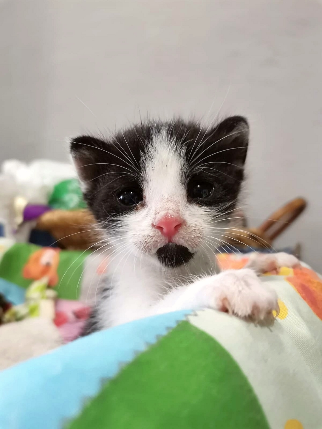 pimg-srchttpsiforum-dechihonorcomesdataimages2020928ced1b5c1-a62e-4025