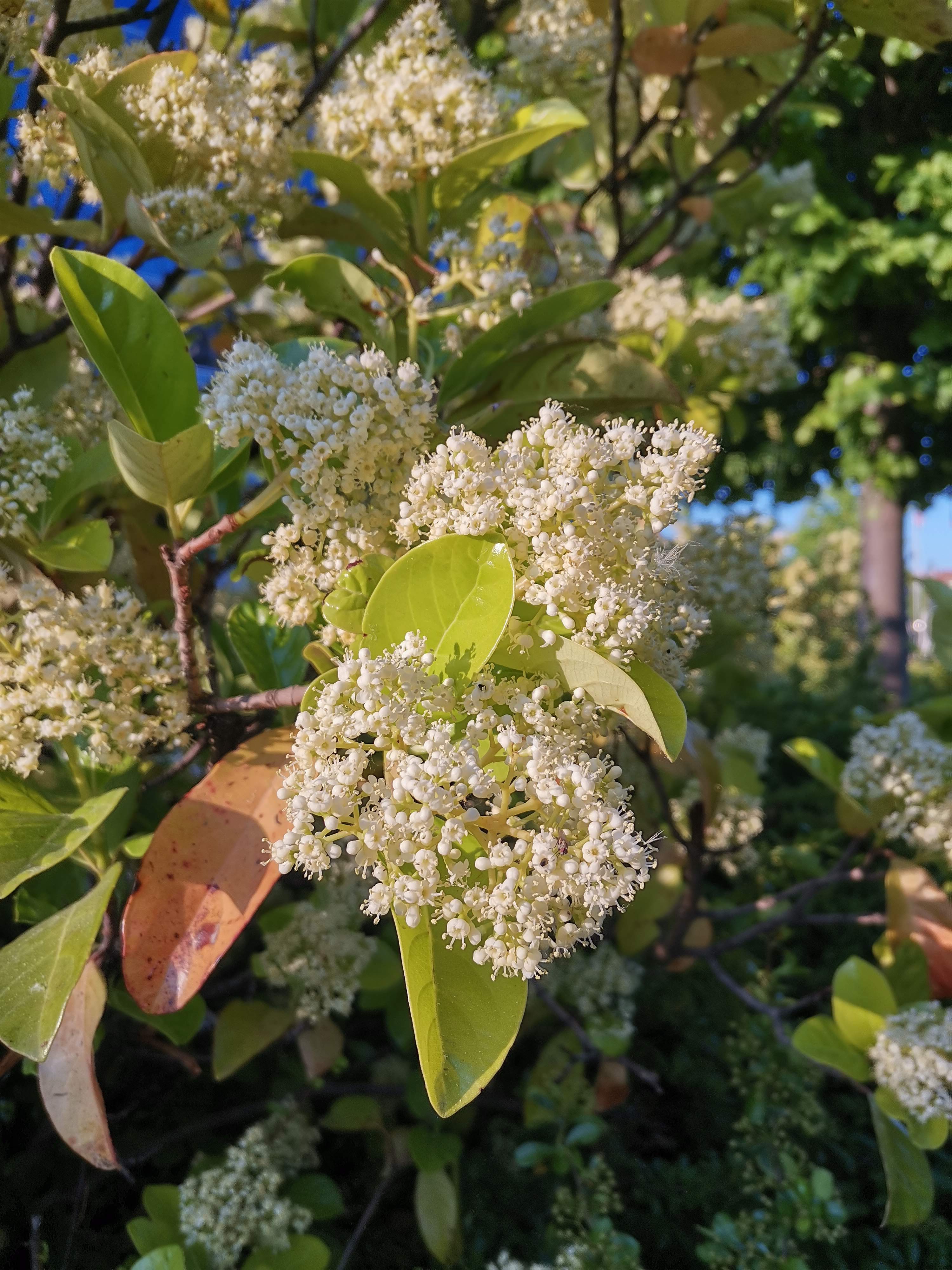 Honor-9X-Pro-Review-completa-del-nuevo-Honor-9X-Pro