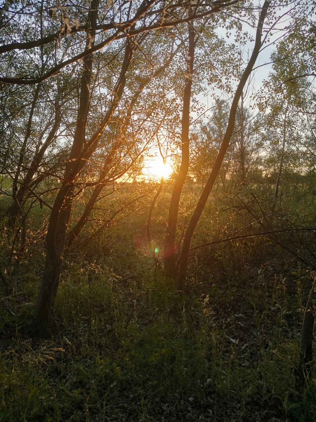 Fotosnbsphonornbsp20nbsppro