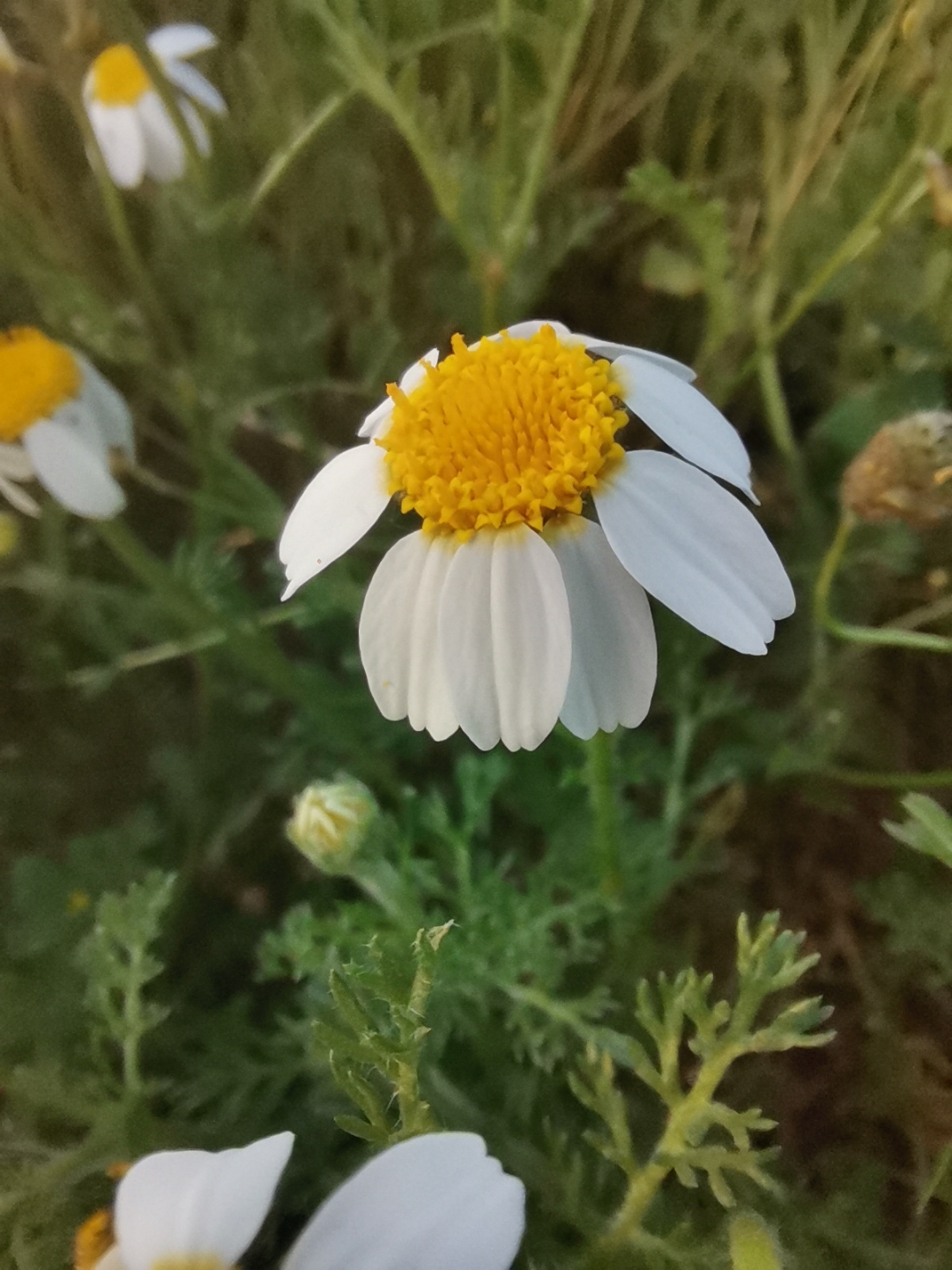 Fotosnbsphonornbsp20nbsppro