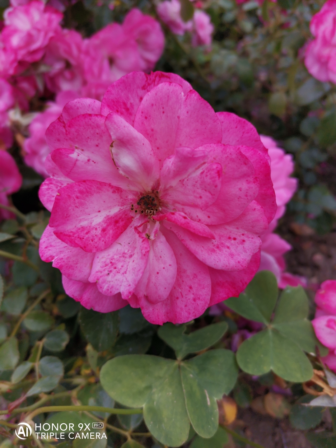 Cámaranbspynbspmarconbspdenbspopinión